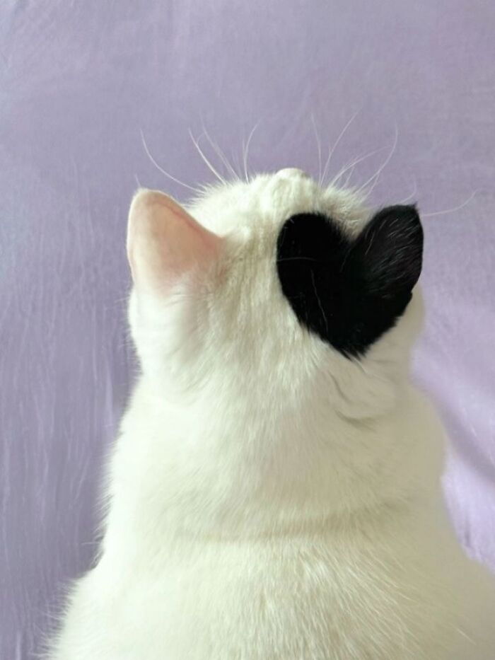 40 Photos From &lsquo;Cat Lovers Club&rsquo; That Perfectly Sum Up Life Under Feline Supervision