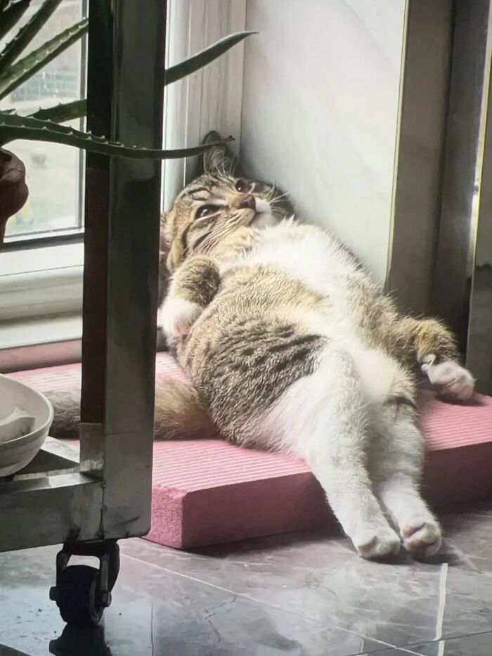 40 Photos From &lsquo;Cat Lovers Club&rsquo; That Perfectly Sum Up Life Under Feline Supervision