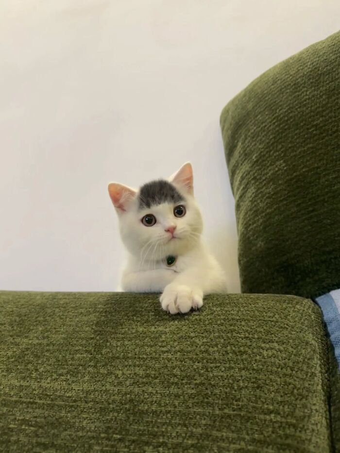 40 Photos From &lsquo;Cat Lovers Club&rsquo; That Perfectly Sum Up Life Under Feline Supervision