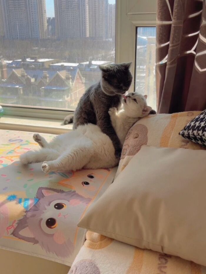 40 Photos From &lsquo;Cat Lovers Club&rsquo; That Perfectly Sum Up Life Under Feline Supervision