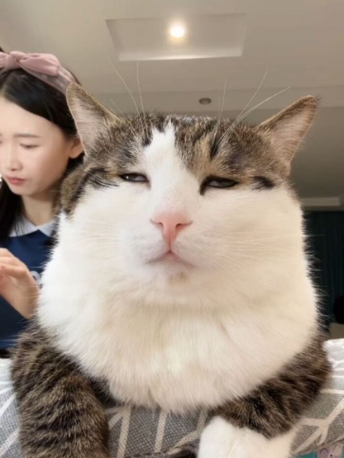 40 Photos From &lsquo;Cat Lovers Club&rsquo; That Perfectly Sum Up Life Under Feline Supervision