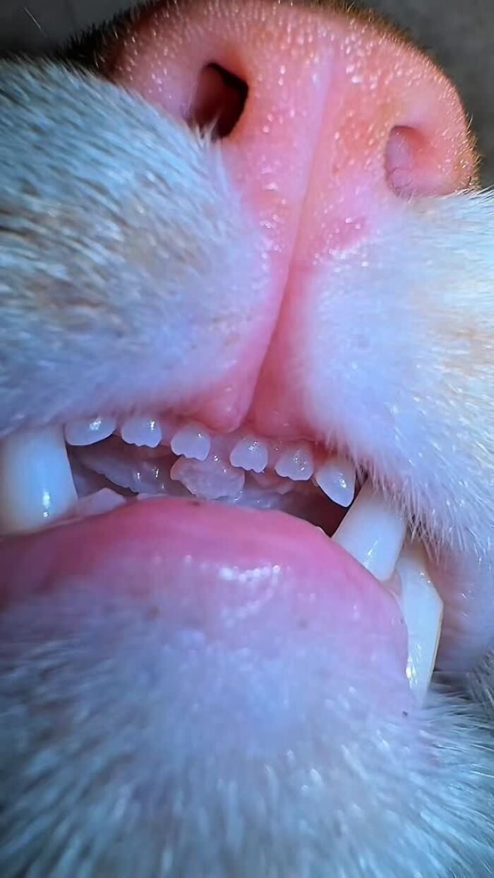 40 Photos From &lsquo;Cat Lovers Club&rsquo; That Perfectly Sum Up Life Under Feline Supervision