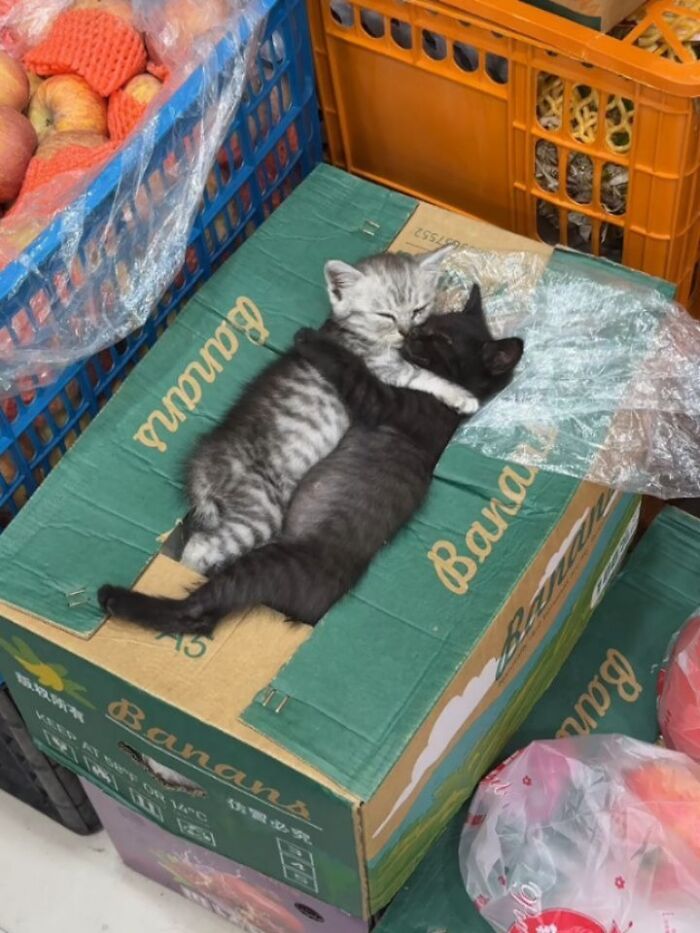 40 Photos From &lsquo;Cat Lovers Club&rsquo; That Perfectly Sum Up Life Under Feline Supervision