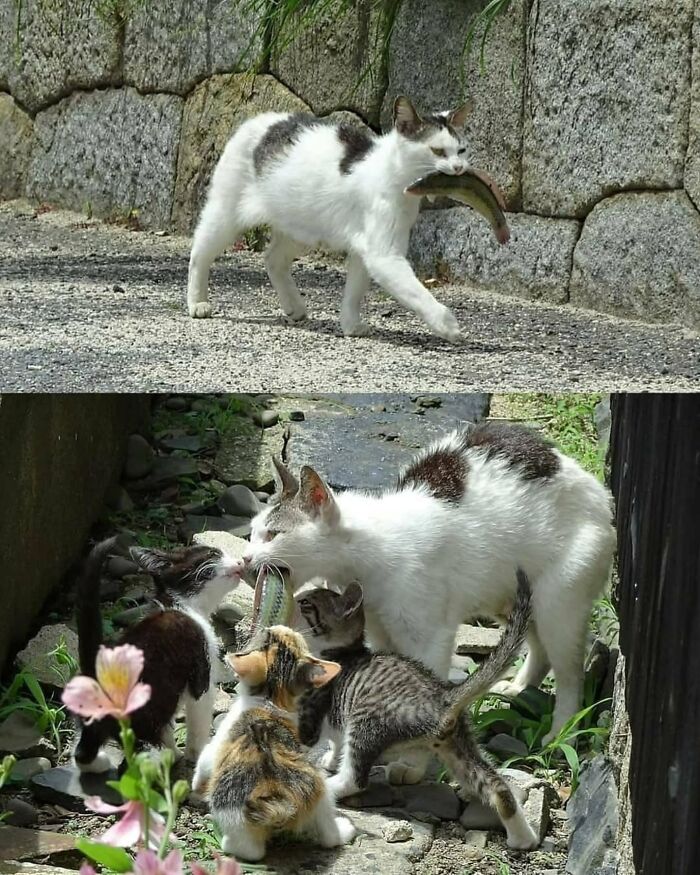 40 Photos From &lsquo;Cat Lovers Club&rsquo; That Perfectly Sum Up Life Under Feline Supervision