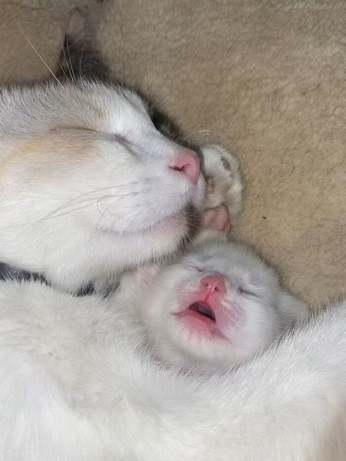 40 Photos From &lsquo;Cat Lovers Club&rsquo; That Perfectly Sum Up Life Under Feline Supervision