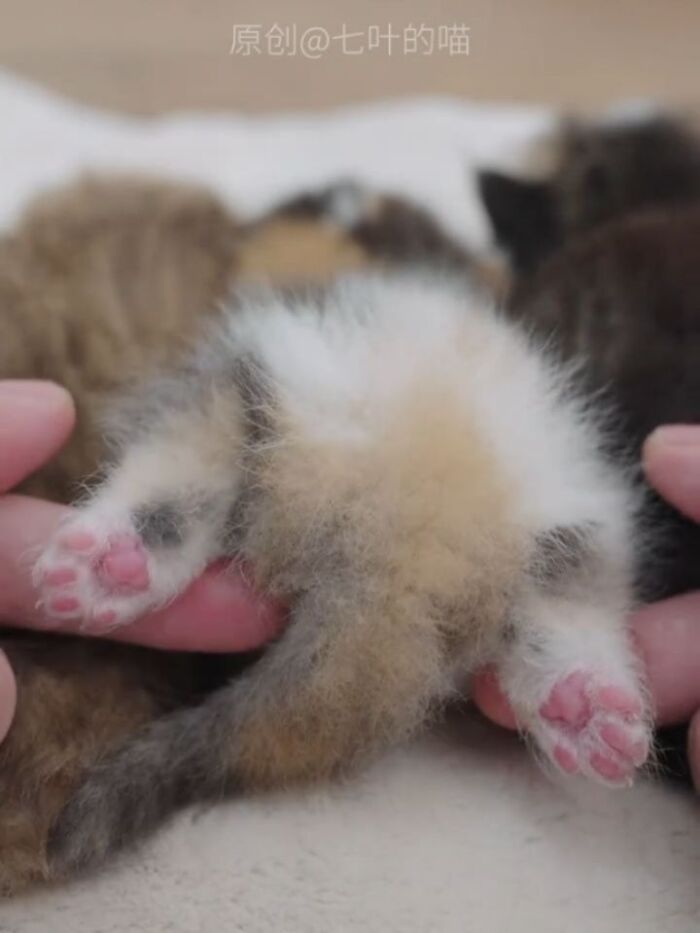 40 Photos From &lsquo;Cat Lovers Club&rsquo; That Perfectly Sum Up Life Under Feline Supervision