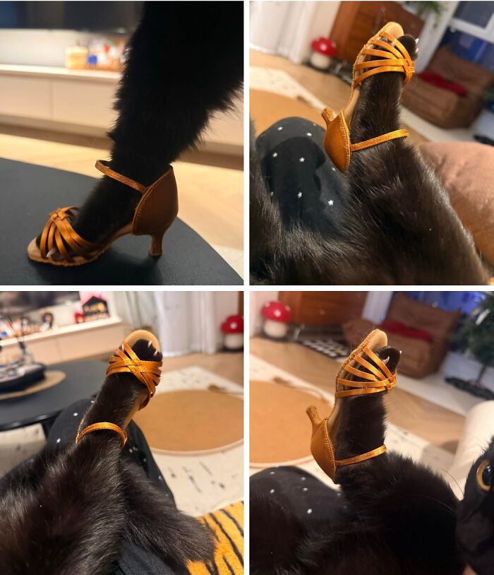 40 Photos From &lsquo;Cat Lovers Club&rsquo; That Perfectly Sum Up Life Under Feline Supervision