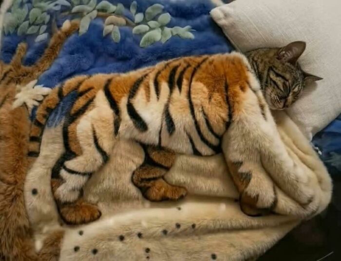 40 Photos From &lsquo;Cat Lovers Club&rsquo; That Perfectly Sum Up Life Under Feline Supervision