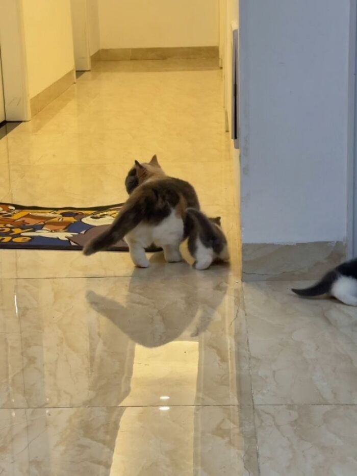 40 Photos From &lsquo;Cat Lovers Club&rsquo; That Perfectly Sum Up Life Under Feline Supervision