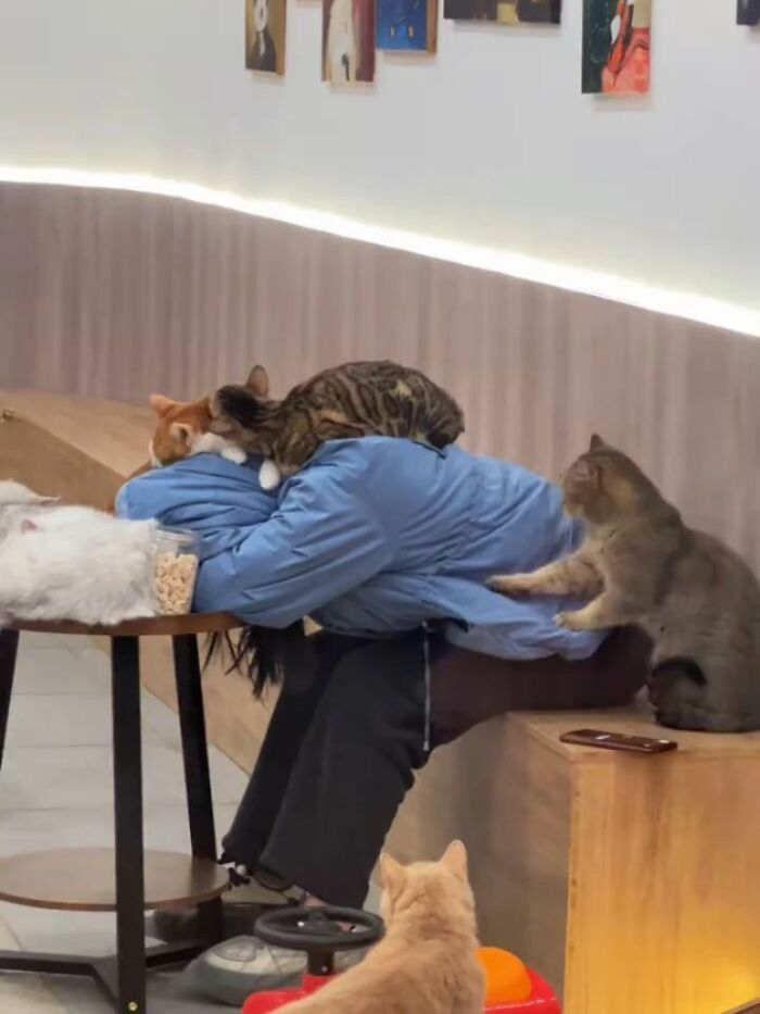 40 Photos From &lsquo;Cat Lovers Club&rsquo; That Perfectly Sum Up Life Under Feline Supervision