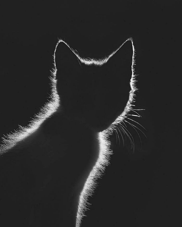 40 Photos From &lsquo;Cat Lovers Club&rsquo; That Perfectly Sum Up Life Under Feline Supervision