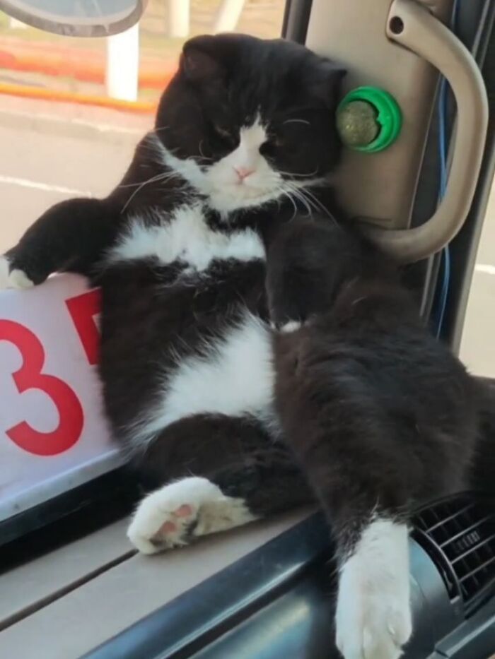 40 Photos From &lsquo;Cat Lovers Club&rsquo; That Perfectly Sum Up Life Under Feline Supervision