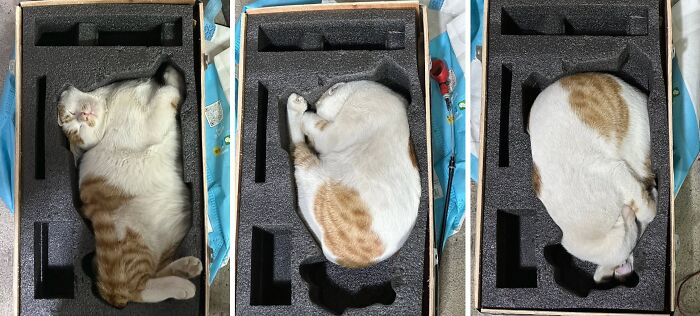 40 Photos From &lsquo;Cat Lovers Club&rsquo; That Perfectly Sum Up Life Under Feline Supervision