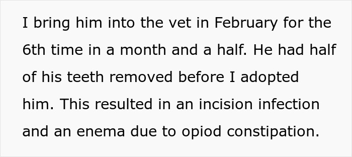 Woman Brings Home Cute Senior Cat, Accidentally Signs Up For Matching Tapeworms And Expensive Regret