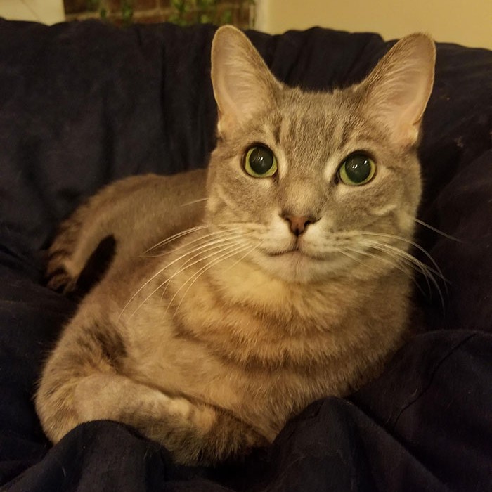 Woman Brings Home Cute Senior Cat, Accidentally Signs Up For Matching Tapeworms And Expensive Regret