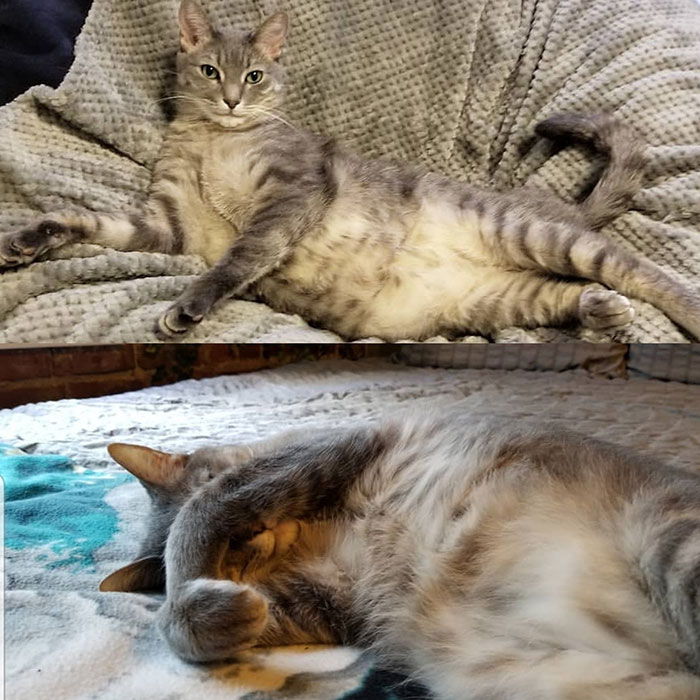 Woman Brings Home Cute Senior Cat, Accidentally Signs Up For Matching Tapeworms And Expensive Regret