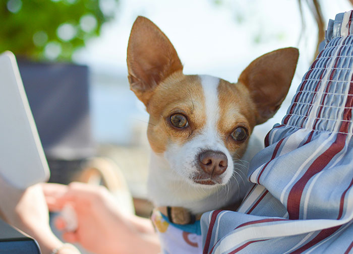 &ldquo;$200 Worth Of Pizza For $1.3M&rdquo;: 85 Times The Ultra-Rich Spent Money In Ways That Feel Almost Offensive