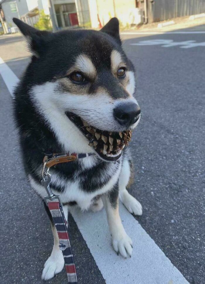 115 Misleading And Confusing Photos That Seem Like A Glitch In Real Life (New Pics)