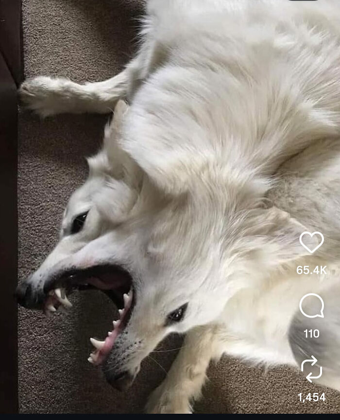 115 Misleading And Confusing Photos That Seem Like A Glitch In Real Life (New Pics)