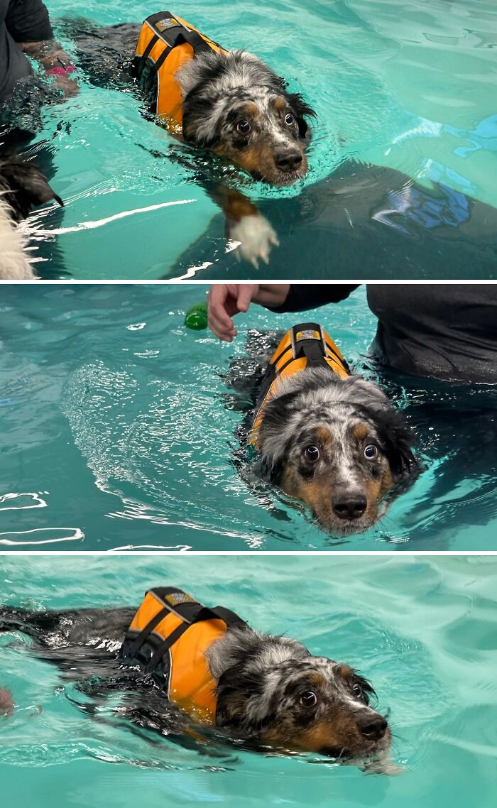 70 Hilarious Photos Of Pets In Water That Capture Every Stage Of Betrayal