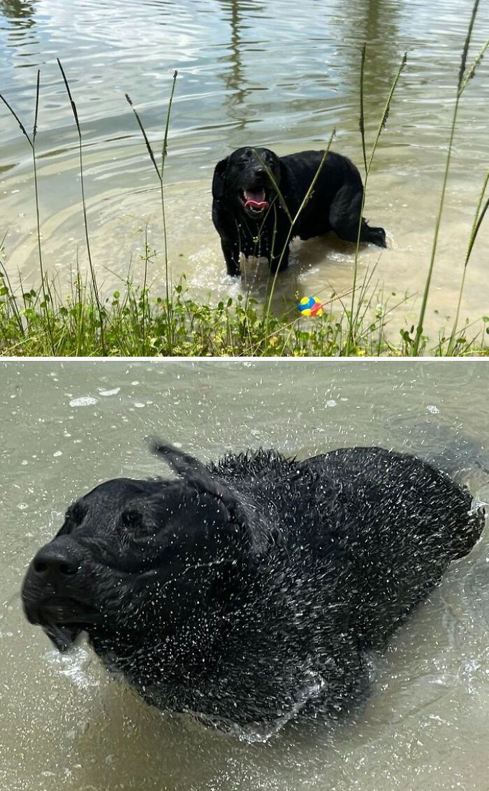 70 Hilarious Photos Of Pets In Water That Capture Every Stage Of Betrayal