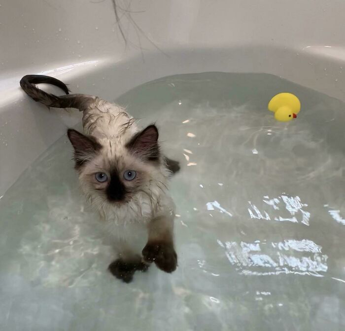 70 Hilarious Photos Of Pets In Water That Capture Every Stage Of Betrayal