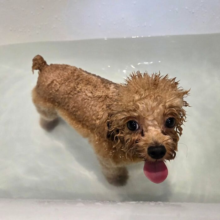 70 Hilarious Photos Of Pets In Water That Capture Every Stage Of Betrayal