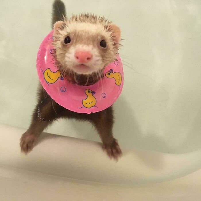 70 Hilarious Photos Of Pets In Water That Capture Every Stage Of Betrayal