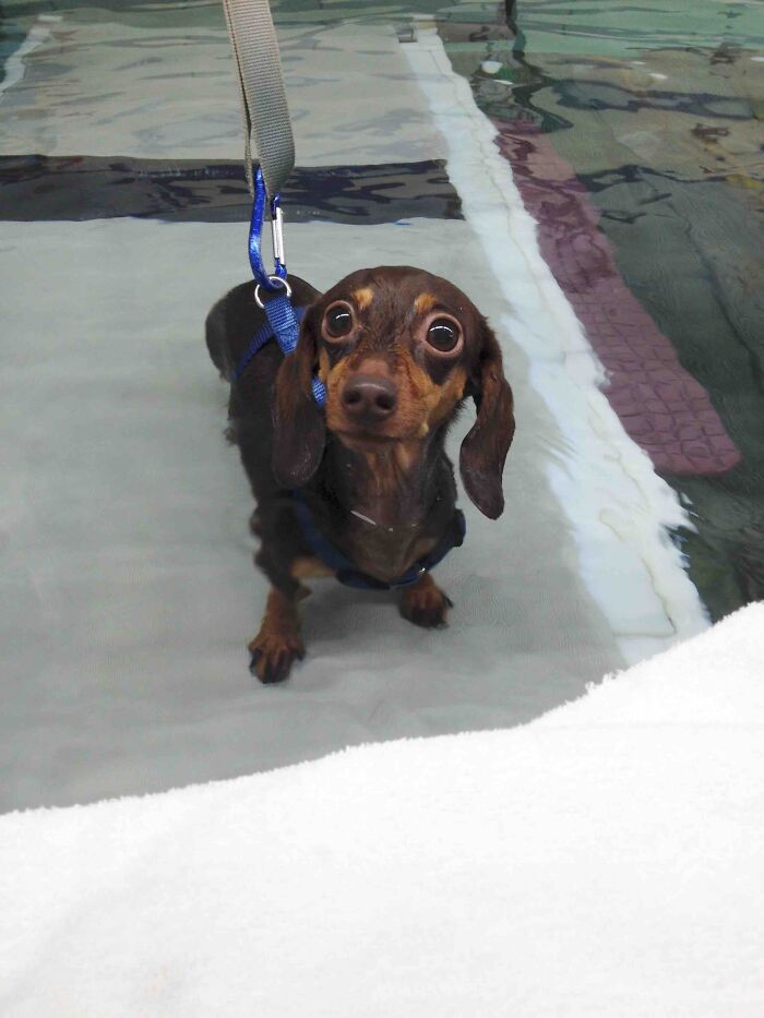 70 Hilarious Photos Of Pets In Water That Capture Every Stage Of Betrayal