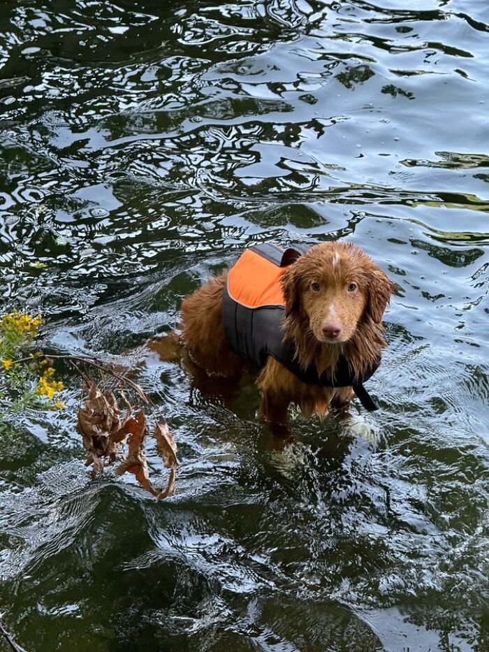 70 Hilarious Photos Of Pets In Water That Capture Every Stage Of Betrayal