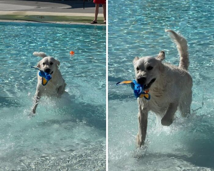 70 Hilarious Photos Of Pets In Water That Capture Every Stage Of Betrayal
