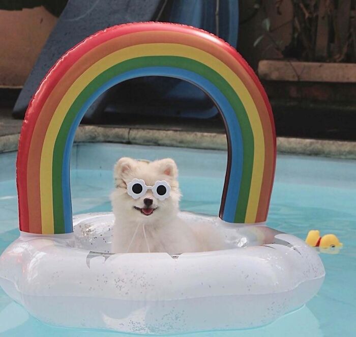 70 Hilarious Photos Of Pets In Water That Capture Every Stage Of Betrayal