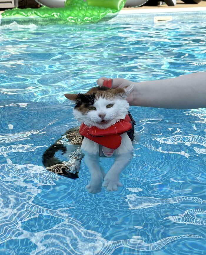 70 Hilarious Photos Of Pets In Water That Capture Every Stage Of Betrayal