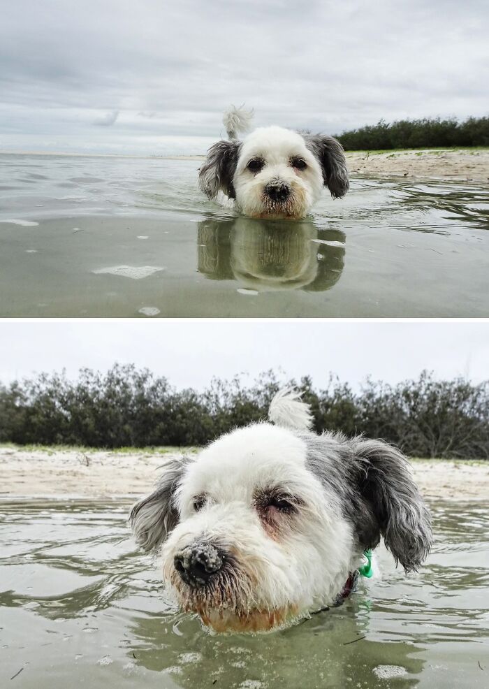 70 Hilarious Photos Of Pets In Water That Capture Every Stage Of Betrayal