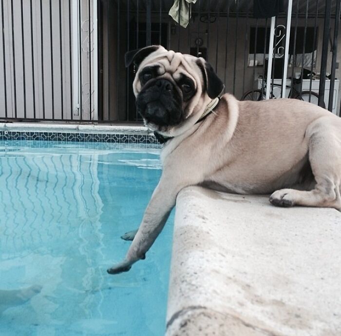 70 Hilarious Photos Of Pets In Water That Capture Every Stage Of Betrayal