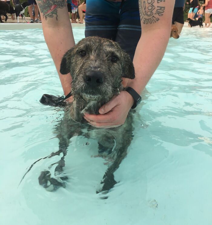 70 Hilarious Photos Of Pets In Water That Capture Every Stage Of Betrayal