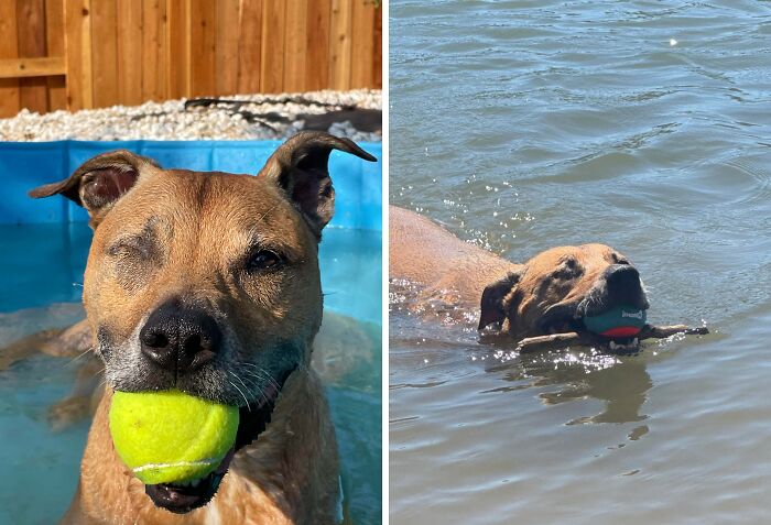 70 Hilarious Photos Of Pets In Water That Capture Every Stage Of Betrayal