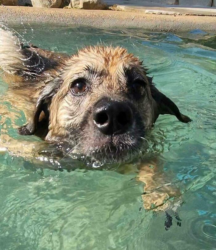 70 Hilarious Photos Of Pets In Water That Capture Every Stage Of Betrayal