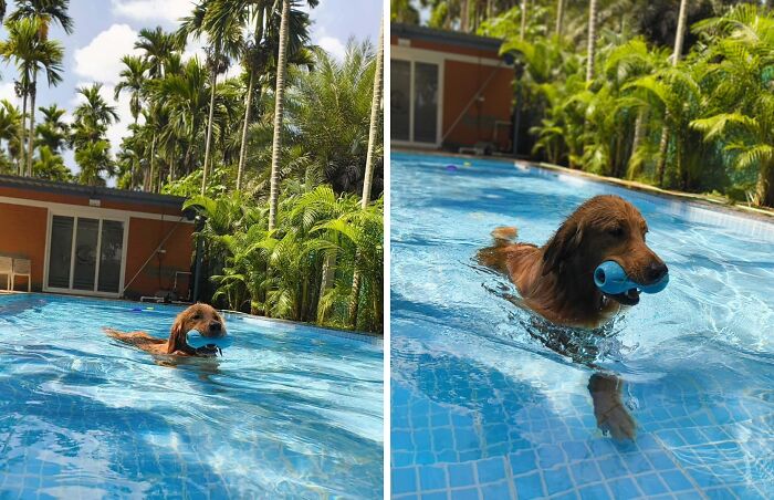 70 Hilarious Photos Of Pets In Water That Capture Every Stage Of Betrayal