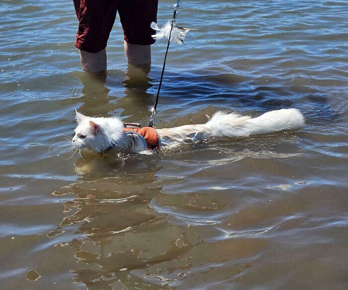 70 Hilarious Photos Of Pets In Water That Capture Every Stage Of Betrayal