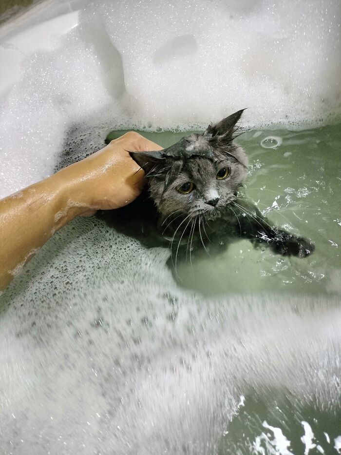 70 Hilarious Photos Of Pets In Water That Capture Every Stage Of Betrayal