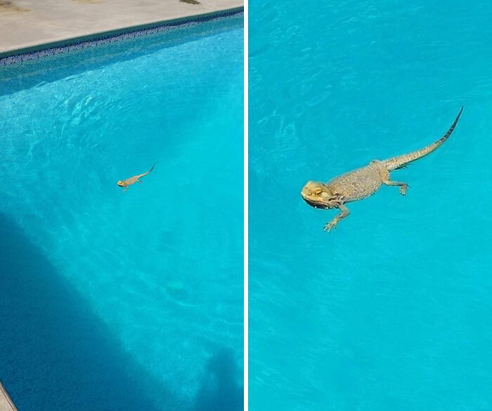 70 Hilarious Photos Of Pets In Water That Capture Every Stage Of Betrayal