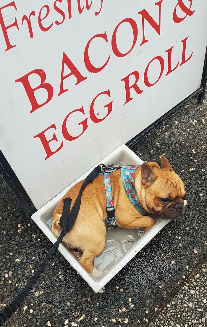 70 Hilarious Photos Of Pets In Water That Capture Every Stage Of Betrayal