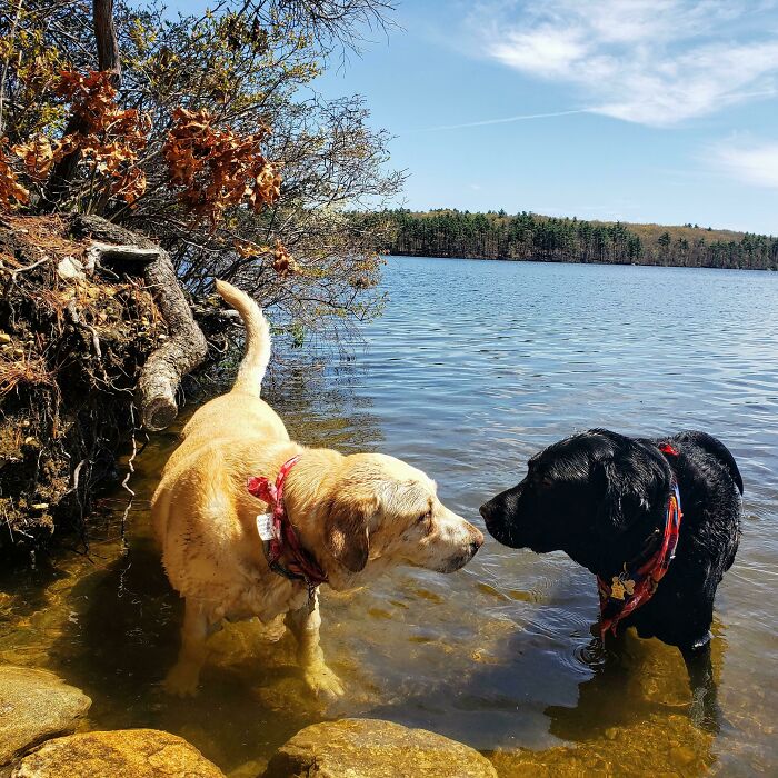 70 Hilarious Photos Of Pets In Water That Capture Every Stage Of Betrayal