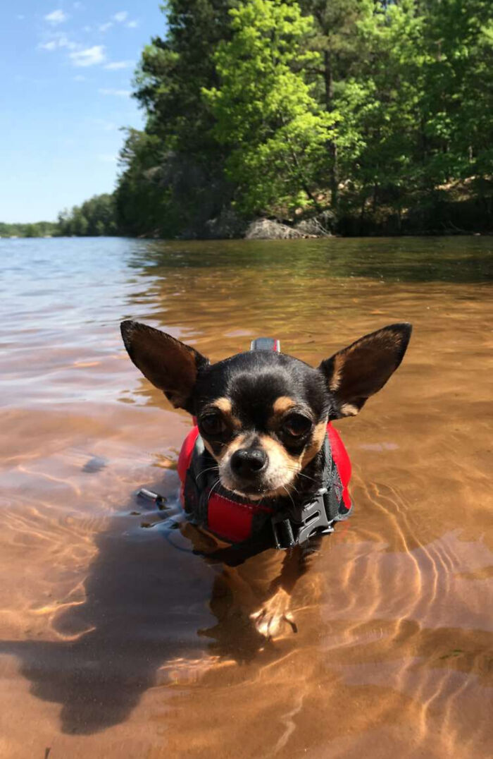 70 Hilarious Photos Of Pets In Water That Capture Every Stage Of Betrayal