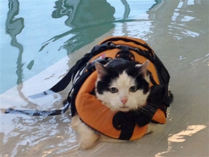 70 Hilarious Photos Of Pets In Water That Capture Every Stage Of Betrayal