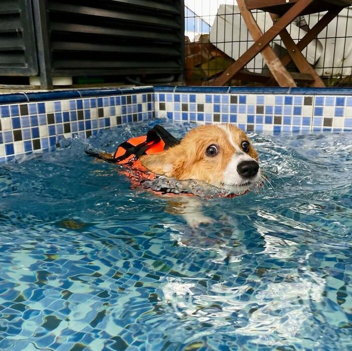 70 Hilarious Photos Of Pets In Water That Capture Every Stage Of Betrayal