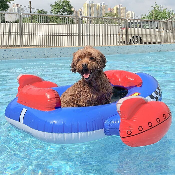 70 Hilarious Photos Of Pets In Water That Capture Every Stage Of Betrayal