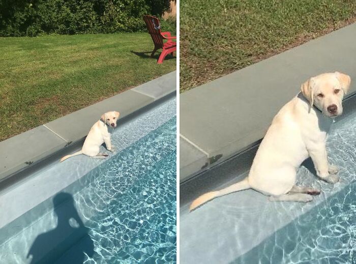 70 Hilarious Photos Of Pets In Water That Capture Every Stage Of Betrayal