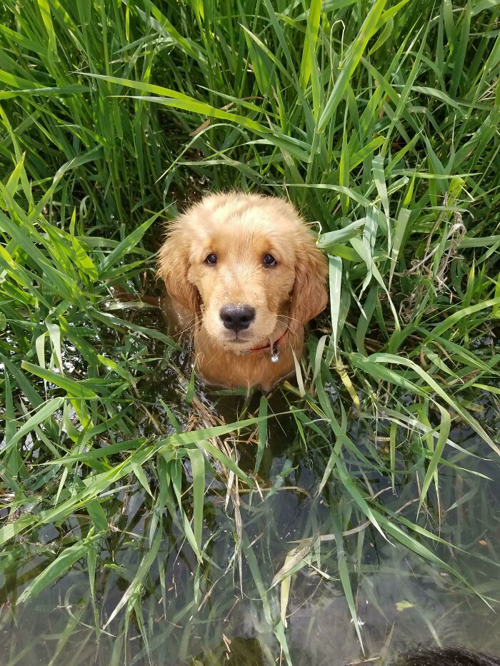 70 Hilarious Photos Of Pets In Water That Capture Every Stage Of Betrayal